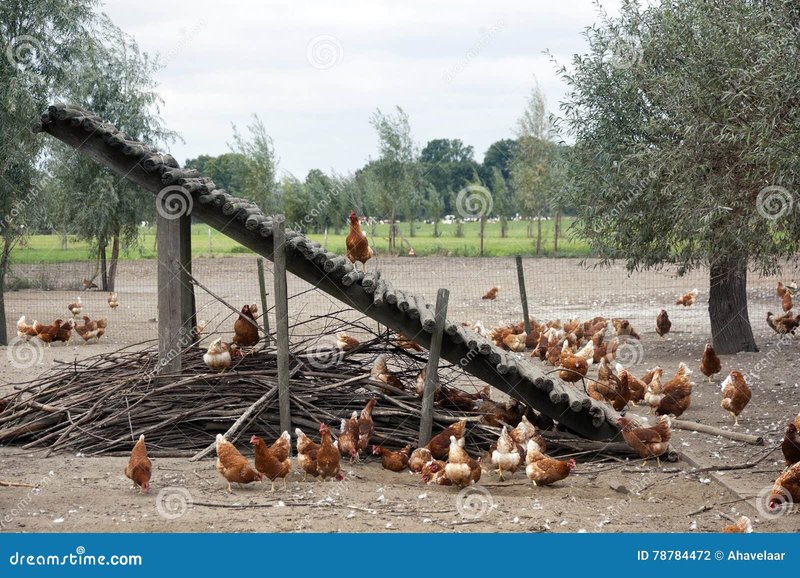 Chicken road spel, chicken road gokkast