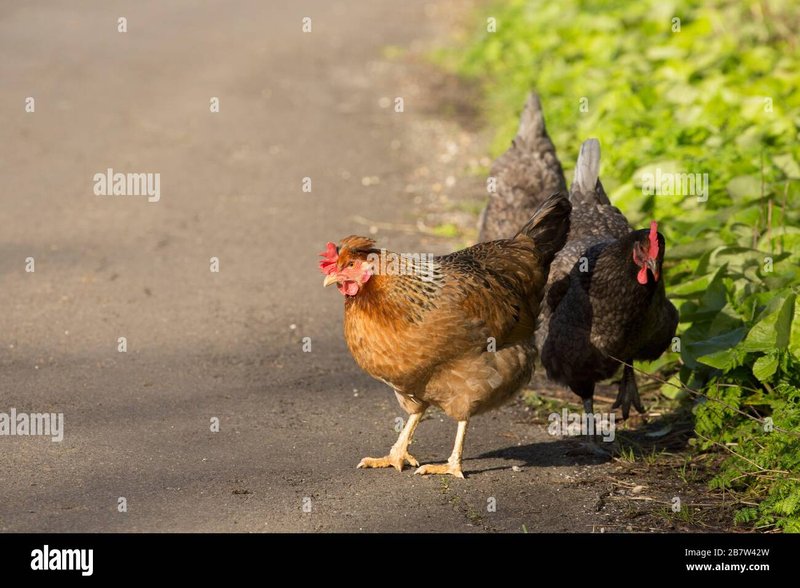 Romania - chicken road demo